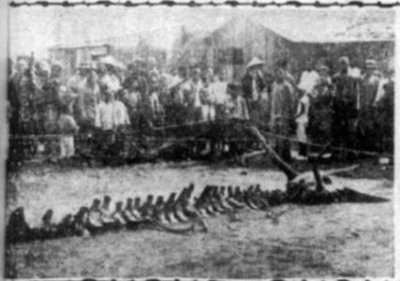 ​地球上真的有龙1934年营口坠龙事件真相