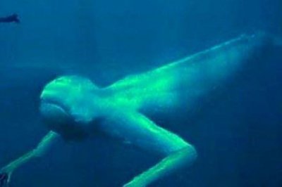 ​为什么回族不吃猪满族不吃狗藏族不吃鱼涨知识