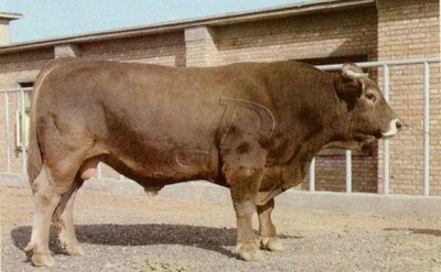 ​新疆褐牛品种介绍！