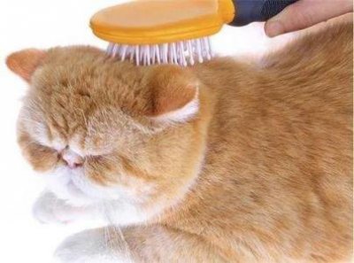 ​猫咪尿道发炎是什么症状