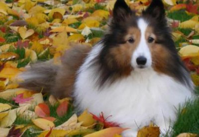 ​骑士查理王小猎犬幼犬查理王小猎犬和骑士查理王猎犬