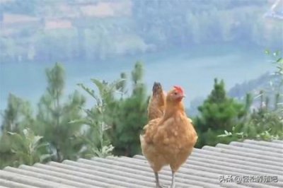 ​虎纹刀鱼和七星刀分别虎纹刀鱼多少钱一条