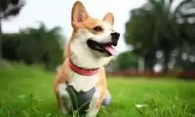 ​住楼房怎么养？狗，住楼房怎么养？狗狗