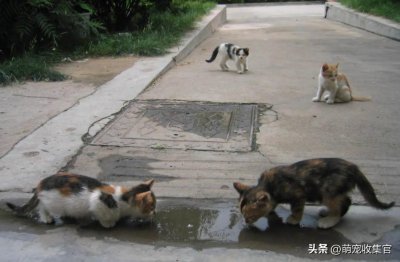 ​为什么不建议投喂流浪猫？你以为的爱猫行为，其实是在害它