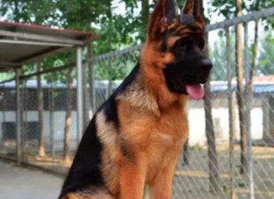 ​杜宾犬吃什么样的狗粮才是最好的选择？选择营养全面均衡的