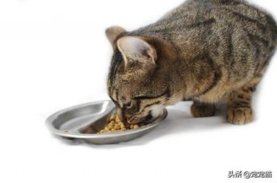 ​猫猫皮肤病中常见的螨虫盘点 猫皮肤病螨虫和真菌的分别