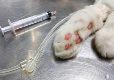 ​猫咪拉稀了但是精神挺好 你家猫咪会经常拉稀吗？