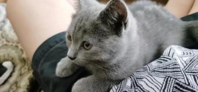 ​赖在盆栽植物里的猫要怎么赶走？这几种技巧记好了 花盆怎么防猫