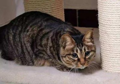 ​猫咪体内驱虫：专家推荐三款副作用较小的药品