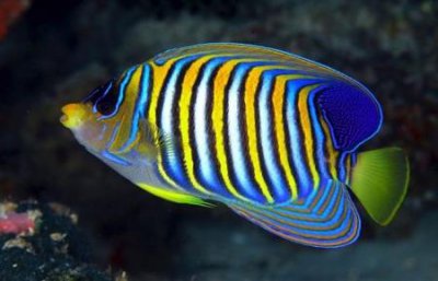 ​探秘海底人鱼