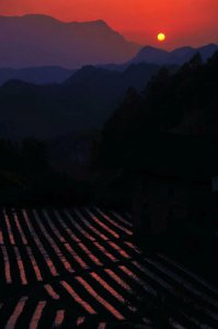 ​世界茶旅之乡、土家茶乡 -湖北五峰