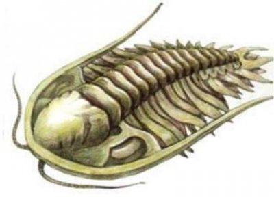 ​世界上最大的蛇到底有多长？真会超过30米吗？