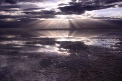 ​世界上最大的鹰：阿根廷巨鹰，真的以狮子为食吗？