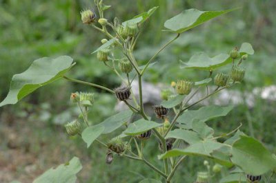 ​农村常见的50种野花野草，能认出10种就证明你是村里人！