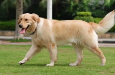 ​细犬掐狗什么品种最厉害 山东细犬会不会掐狗