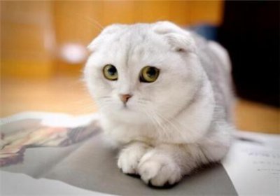 ​如何在家给猫做体检？猫具有哪些症状必须去看兽医？