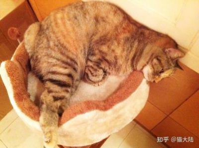 ​猫突然不吃东西了也不大便