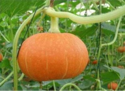 ​虎斑猫和狸花猫哪个好养