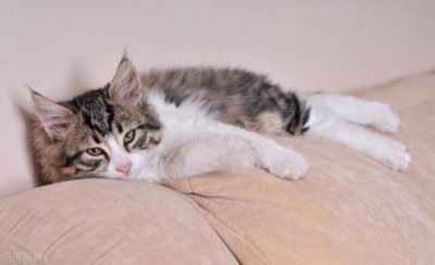 ​赖兔和獭兔的价格，獭兔和家兔价格差多少