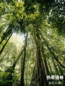 ​绞杀榕非常残忍，然而没有它们就没有热带雨林生态系统