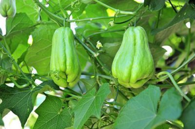 ​农村喜欢在房前屋后种的“藤藤瓜”