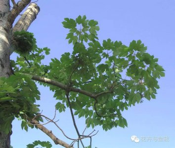 ​身边美丽的35种花树，小时候看过却不得起名