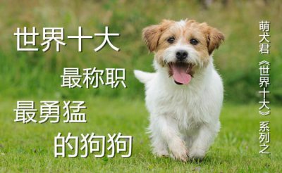 ​世界十大最称职最勇猛的护卫犬，想要养只狗狗看家护院？就选他们吧！