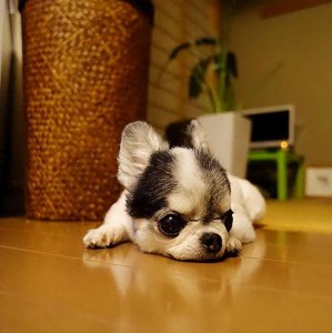 ​为什么有那么多“吉娃娃”被遗弃，原来是这几点遭人嫌