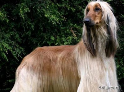 ​风靡全世界的犬中帝王-阿富汗猎犬