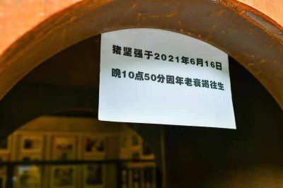 ​“猪坚强”的一生：13年前汶川大地震被埋36天，它是怎么活下来的
