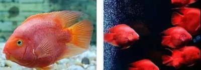 ​鹦鹉鱼怎么养最红？