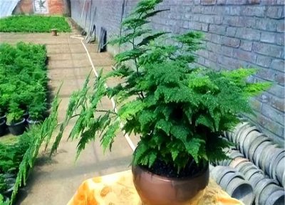 ​想提升家里的逼格，必须种一株矮文竹，清新淡雅，增添书香气息