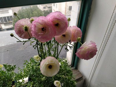 ​此款世界名花，号称“草本牡丹”，可盆栽种植，新手也能养好