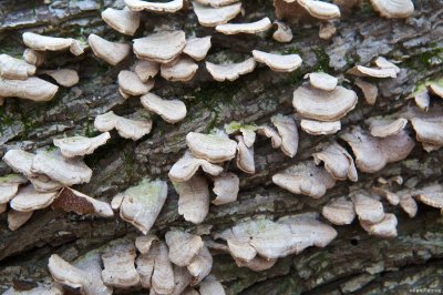 ​四川攀枝花十大特产排行榜，国胜茶叶，一定值得您品尝！