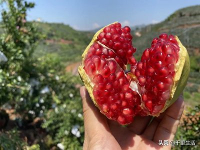 ​会理突尼斯软籽石榴，一咬就爆汁，不用吐籽，让人很过瘾