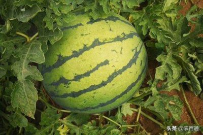 ​大棚西瓜6月管理关键要点