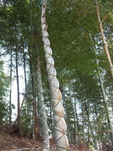 ​这种竹子非常值钱，一株上万，很难得见到