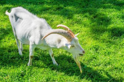 ​羊不吃草什么原因？羊不吃草不反刍精神不振吃什么药？本文教你