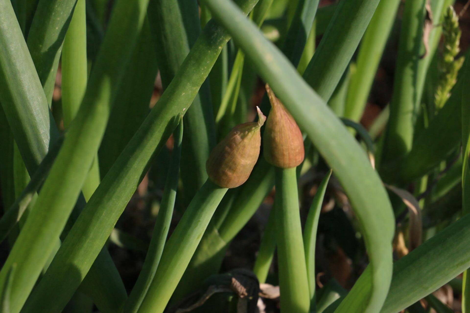 实拍：农家菜园里的香葱，绿色健康诱人，鳞茎和种子可入药