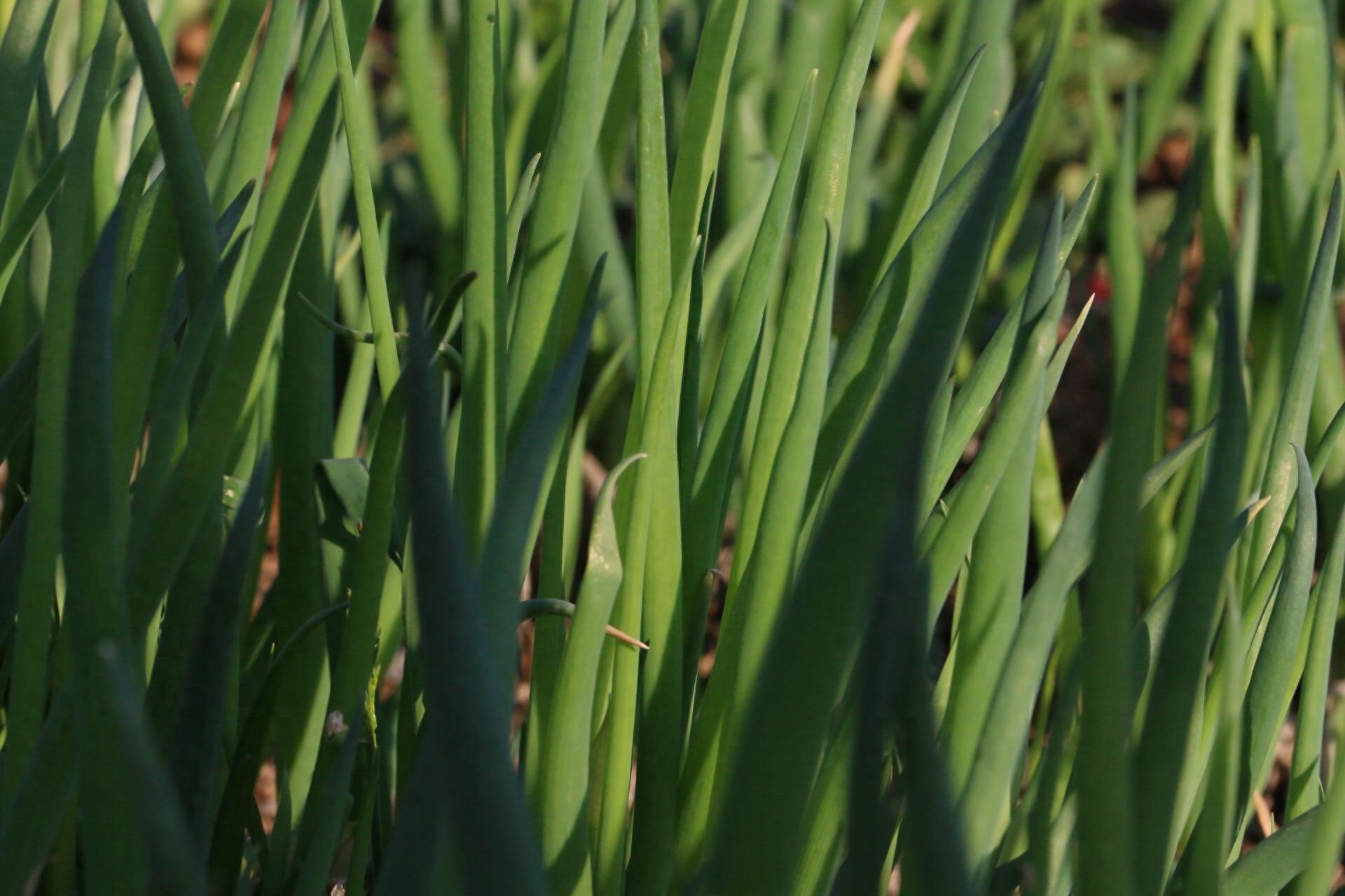 实拍：农家菜园里的香葱，绿色健康诱人，鳞茎和种子可入药