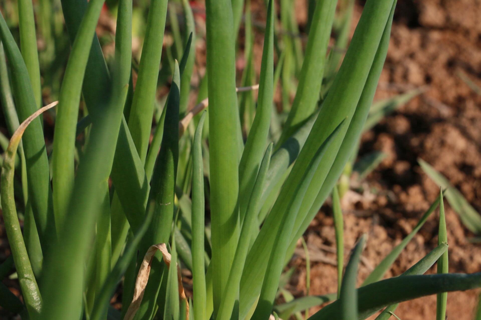 实拍：农家菜园里的香葱，绿色健康诱人，鳞茎和种子可入药
