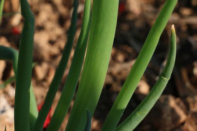 ​实拍：农家菜园里的香葱，绿色健康诱人，鳞茎和种子可入药