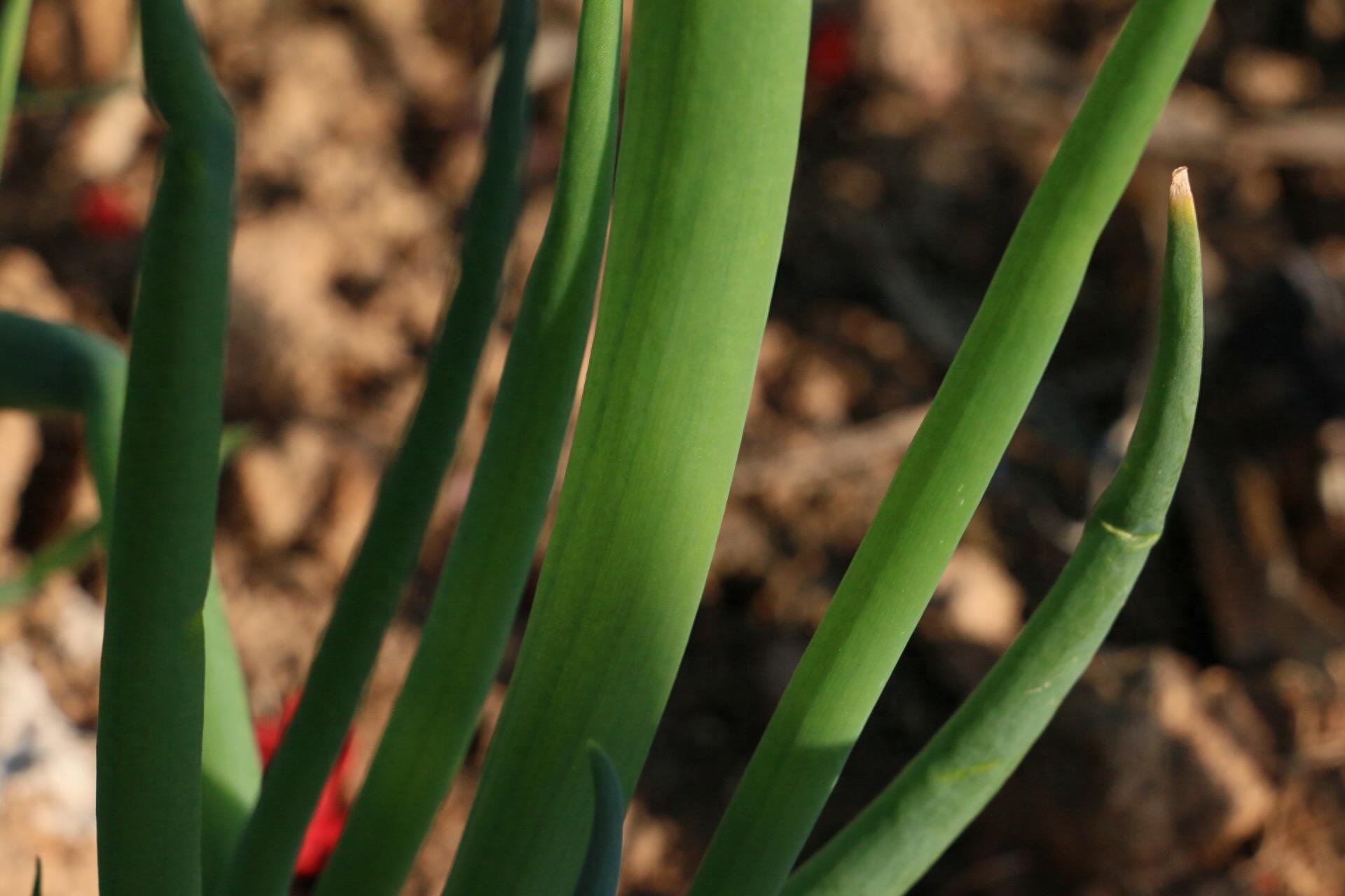 实拍：农家菜园里的香葱，绿色健康诱人，鳞茎和种子可入药