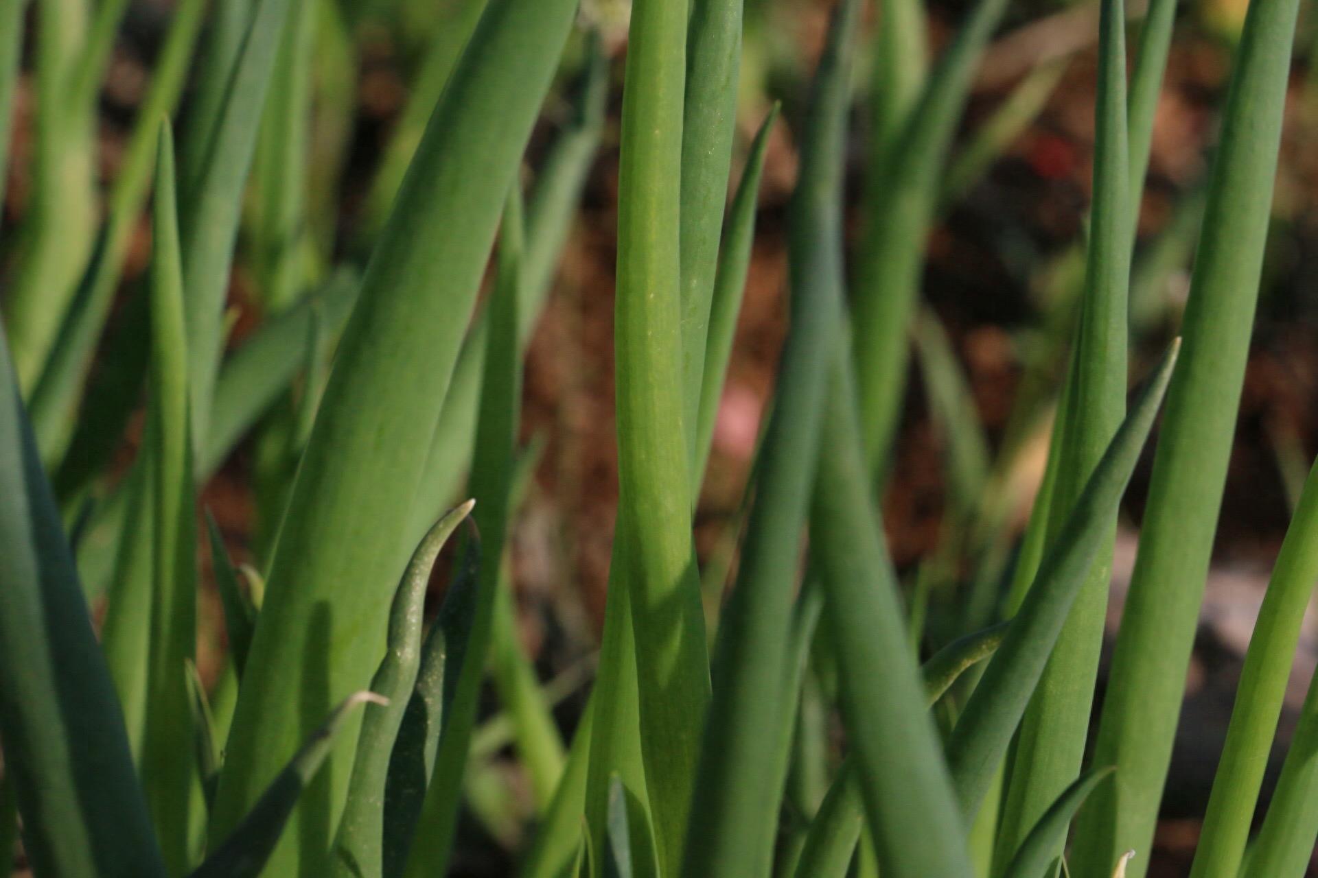 实拍：农家菜园里的香葱，绿色健康诱人，鳞茎和种子可入药