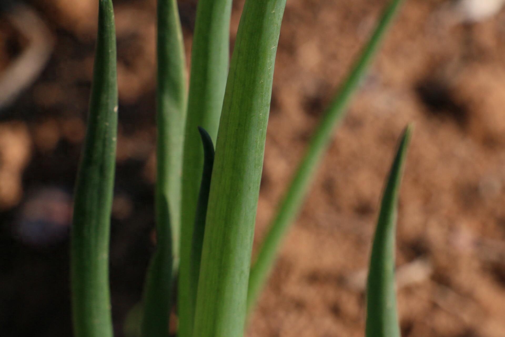 实拍：农家菜园里的香葱，绿色健康诱人，鳞茎和种子可入药