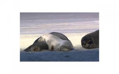 ​聪明到让男人害怕的星座女(聪明的让男人害怕的星座女)