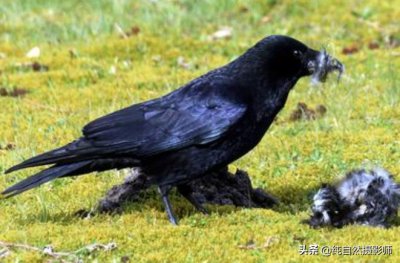 ​渡鸦百科知识，中国雀形目鸦科科之一