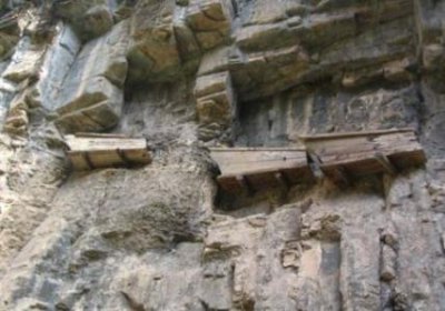 ​世界上最大的物种不是蓝鲸，而是一个蘑菇，这