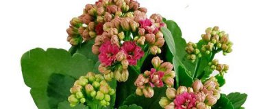 ​长寿花叶子茂密怎么剪