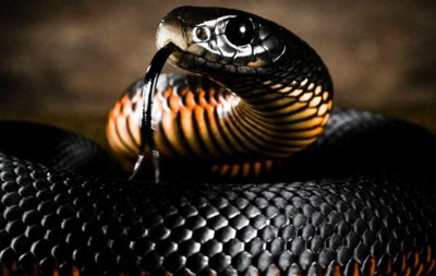 ​世界上最可怕的6种蛇、致命毒液与恐怖外貌